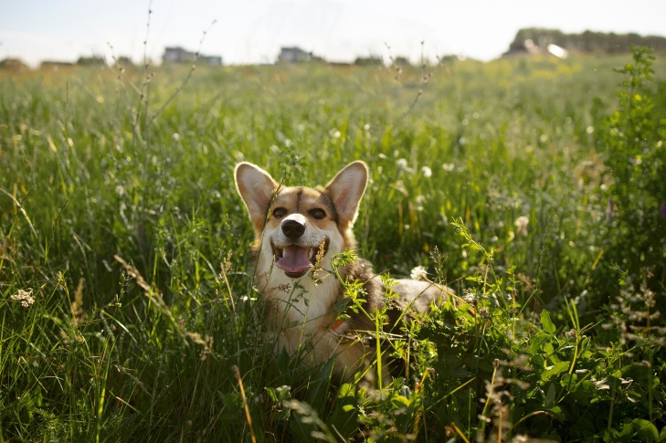 Jardins Pet Friendly: Plantas Seguras e Ideias para um Espaço Verde Acolhedor