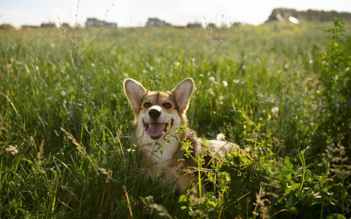 Jardins Pet Friendly: Plantas Seguras e Ideias para um Espaço Verde Acolhedor